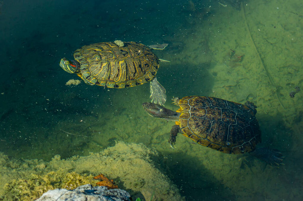 2 tortugas correderas de estanque (Trachemys scripta) nadan en un estanque en un día soleado. Imagen horizontal de stock. - Foto, imagen