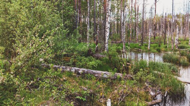 Flooded forest. trunks of birch trees in water. overgrown woodland. nature landscape - Fotografie, Obrázek