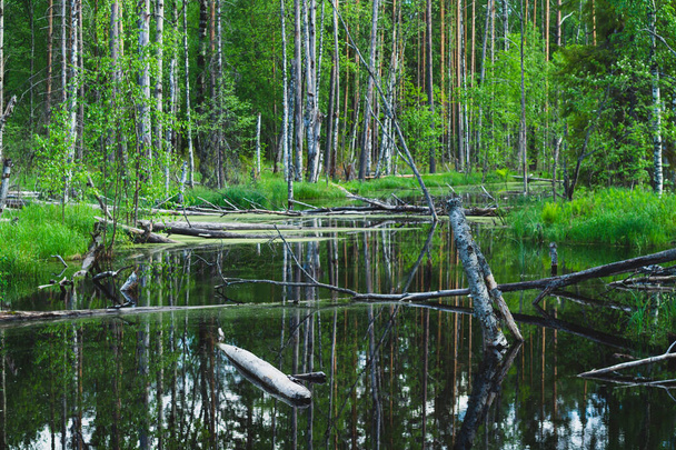 Flooded forest. trunks of birch trees in water. overgrown woodland. nature landscape - Photo, image
