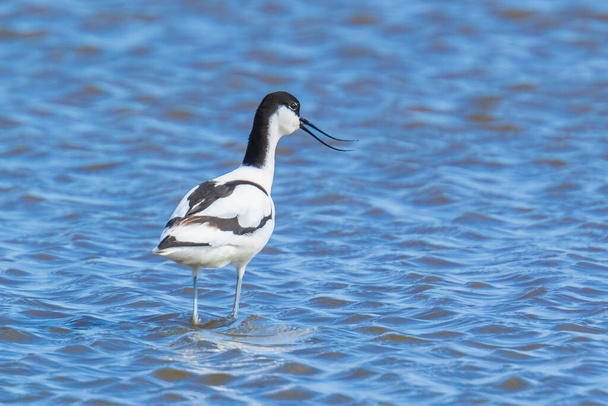 Zbliżenie Pied Avocet, Recurvirostra avosetta, karmienie niebieską wodą - Zdjęcie, obraz