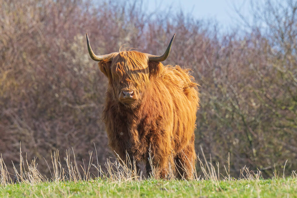 Nahaufnahme braunroter Hochlandrinder, schottische Rinder der Rasse Bos taurus mit langen Hörnern, die sich im Grasland ausruhen - Foto, Bild