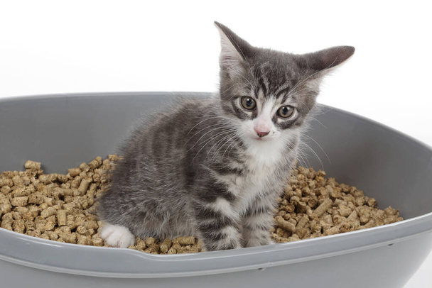 cute european tabby kitten learning to clean in a litter box on white isolated background - Photo, Image