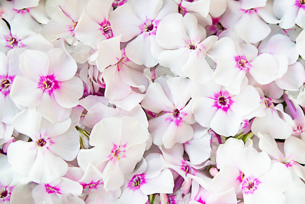 hortenzia virágok rózsaszín, közelkép, felső nézet - Fotó, kép