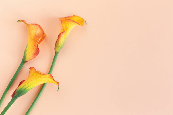 Beautiful yellow Calla Lilies flowers on a peach pastel background.  Flat lay. Place for text. - Фото, изображение