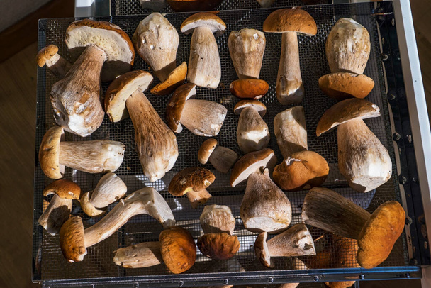 Porcini champignons liggen op een droogrooster in de oven - Foto, afbeelding