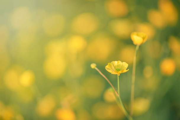 Silverweed, Potentilla anserina gele bloem in het gras en met zonlicht - Foto, afbeelding