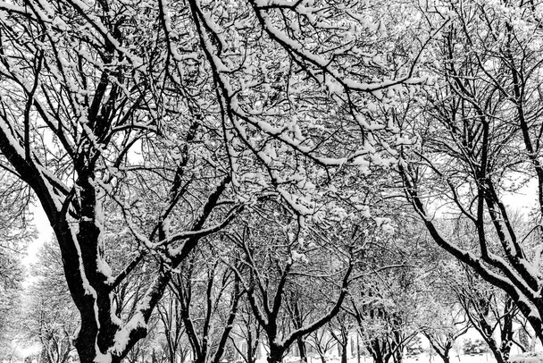 Dikke lagen sneeuw op boomtakken - Foto, afbeelding