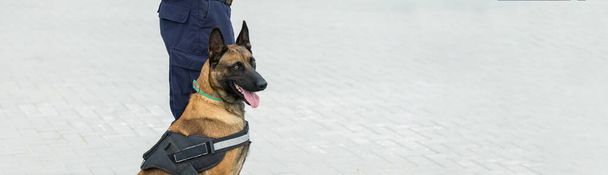 Малинойский бельгийский пастух охраняет границу. Пограничные войска демонстрируют способность собаки обнаруживать нарушения. - Фото, изображение