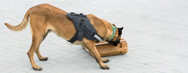Pastor belga de Malinois guarda a fronteira. As tropas de fronteira demonstram a capacidade do cão para detectar violações. - Foto, Imagem