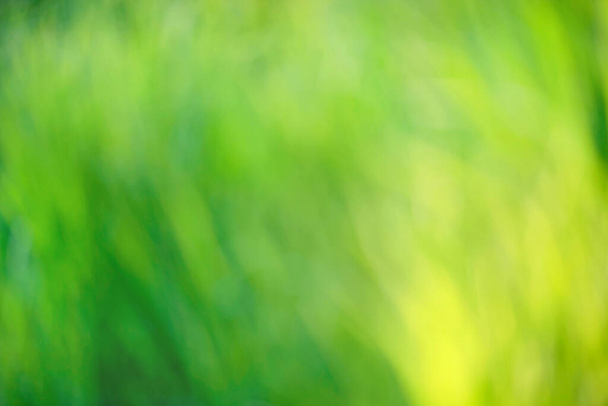 鮮やかな緑色のエメラルドの葉の色の背景に明るいラウンド自然光ボケ - 写真・画像