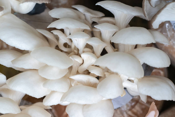 O cogumelo de ostra cresce do cultivo na fazenda orgânica
. - Foto, Imagem