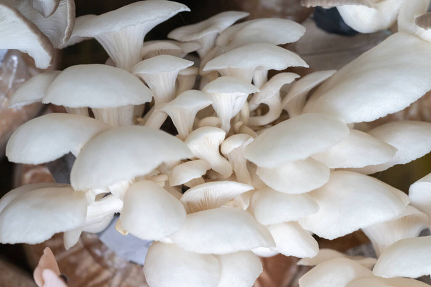 Champignon huître pousser à partir de la culture dans la ferme biologique. - Photo, image
