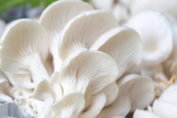 Oyster mushroom grow from cultivation in organic farm. - Photo, Image