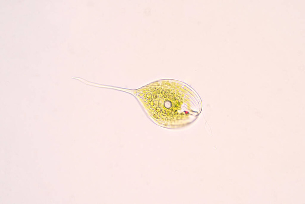 Phacus ist ein einzelliger Stamm des Euglenozoen unter dem Mikroskop für die Ausbildung. - Foto, Bild