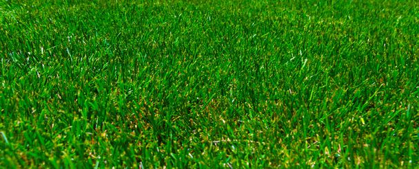 трава текстури
 - Фото, зображення