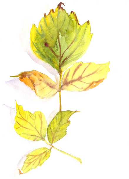 autumn herbarium, yellow green autumn maple Acer negundo leaves on a white background, watercolor pattern, botanical sketch. High quality illustration - Photo, Image