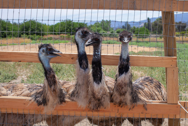 Avestruz detrás de una valla en una granja de avestruces o zoológico. Grupo de avestruces comunes fuera de una puerta de madera, esperando comida. - Foto, imagen