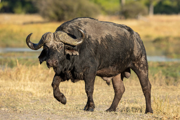 Lado de cuerpo completo de búfalo de capa adulto con musgo grande caminando en Khwai Okavango Delta Botswana - Foto, imagen