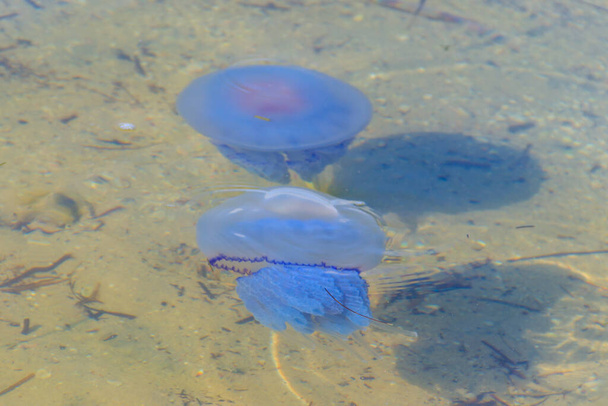 Rhizostoma pulmo, comúnmente conocido como medusas de barril, medusas con tapa de cubo de basura o medusas con boca de volante flotando en un mar - Foto, Imagen