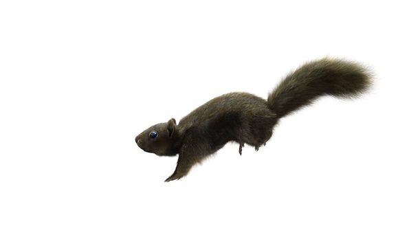 3D Render Squirrel с пушистым мехом в беге или прыжке позируют изолированы на белом фоне с Clipping Path. 3-й персонаж Animal Concept. Вид сбоку камеры. - Фото, изображение