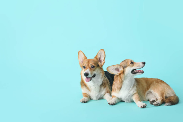 Roztomilé corgi psi na barevném pozadí - Fotografie, Obrázek