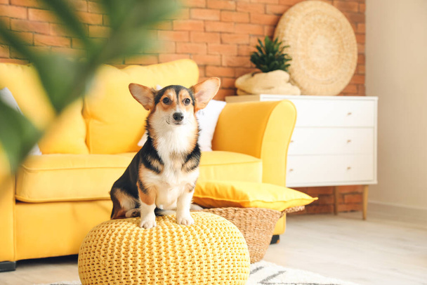 słodkie corgi pies w domu - Zdjęcie, obraz