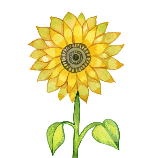 Zonnebloemen geïsoleerde aquarel illustratie met de hand - Foto, afbeelding
