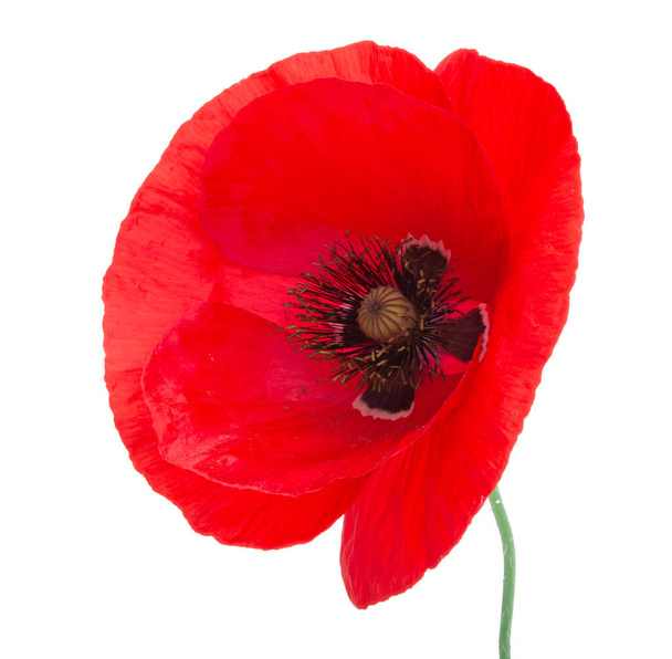 Червона квітка маку яскрава ізольована на білому
 - Фото, зображення