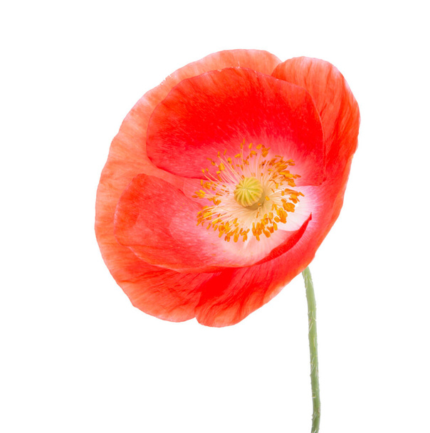 Flor de amapola roja flor brillante aislado en el blanco - Foto, Imagen