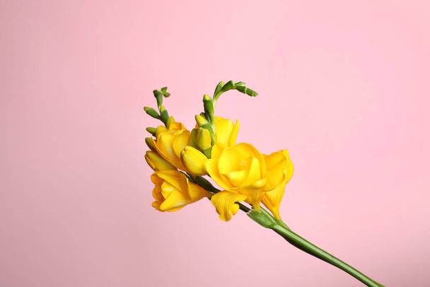 Beautiful yellow freesia flower on pink background - Фото, зображення