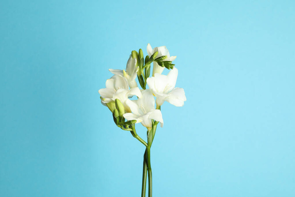 Beautiful freesia flowers on light blue background - Photo, image