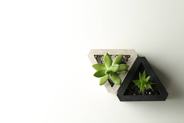 Succulent plants on white table, flat lay. Space for text - Foto, immagini