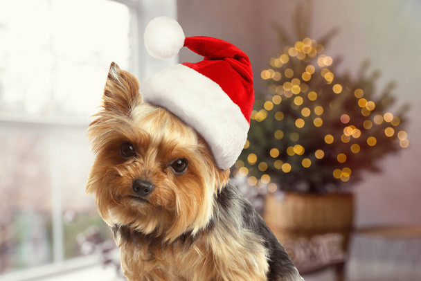Cute Yorkshire terrier dog with Santa hat and room decorated for Christmas on background - Фото, зображення