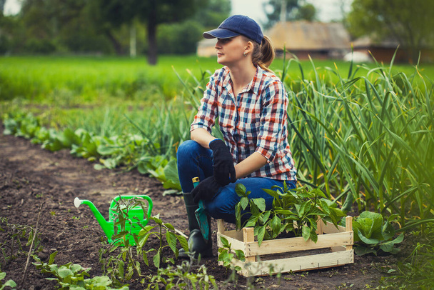 Female farmer works in a garden in a plaid shirt. planting tomato seedlings - Фото, изображение