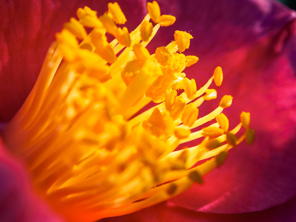 flowers of camellia - Photo, Image