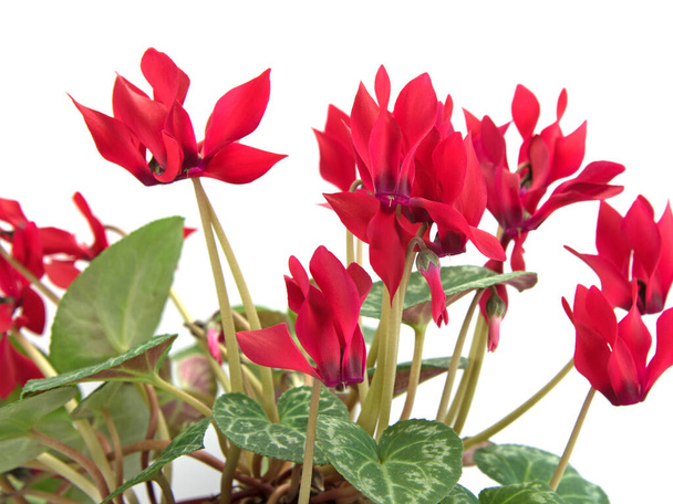Blooming cyclamen against white background - Photo, Image