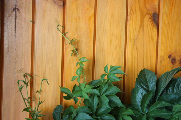 Fa polírozott kerítés háttér növekvő zöld szőlő. - Fotó, kép