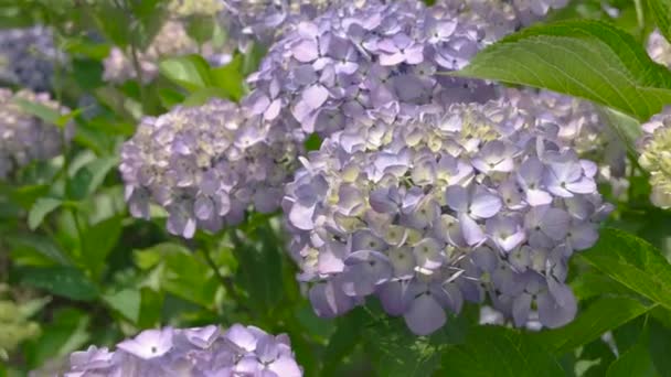 hortensias de color púrpura claro cerca de las flores en verano - Imágenes, Vídeo