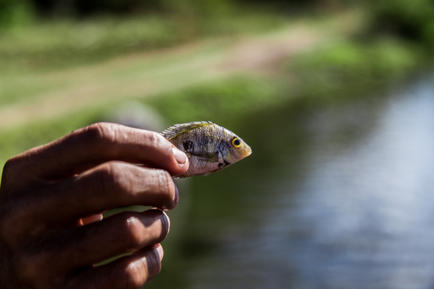 Pieni kala kädessä
 - Valokuva, kuva