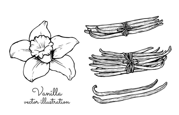 Vintage vanilla flower and vanilla sticks bunches collection - Vector, Image