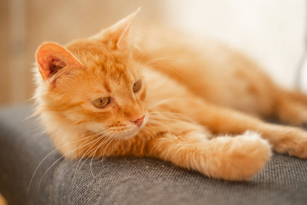 červená kočka na šedé pohovce v bytě - Fotografie, Obrázek