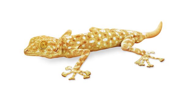 Gecko lizard looking at camera isolated on black background. - Photo, Image