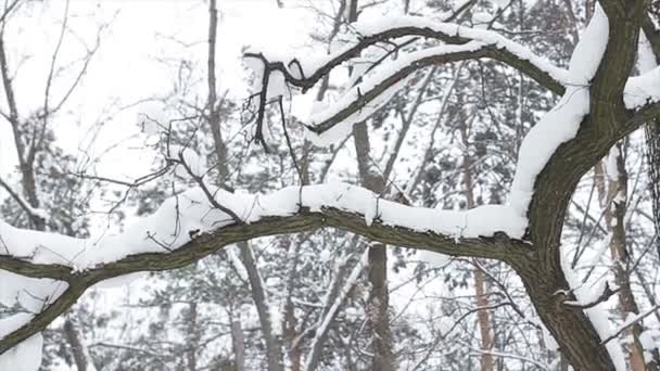 neige sur les troncs d'arbres hiver chutes de neige de bois - Séquence, vidéo