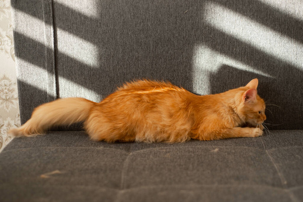 czerwony kot na szarej kanapie w mieszkaniu - Zdjęcie, obraz