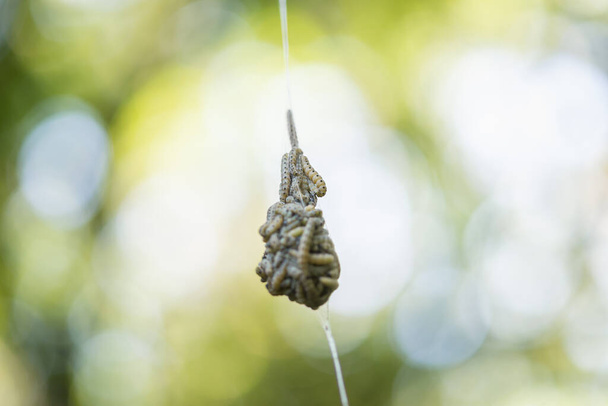 Ermine spindle, Yponomeuta cagnagella, moth nest with larvae cluster - Photo, Image