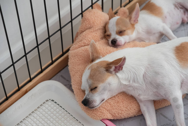 Dos cachorros Chihuahua de color marrón blanco durmiendo sobre almohada en jaula mascota - Foto, imagen