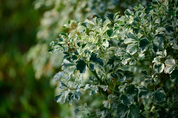 Poliscias Guilfoylei de planta Perene com folha verde de folhas manchadas no jardim
 - Foto, Imagem