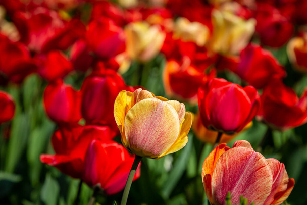 Vibrant tulips in springtime, with a shallow depth of field - Fotó, kép