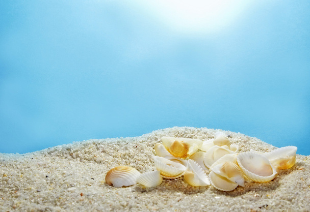 Морские раковины на пляже
 - Фото, изображение