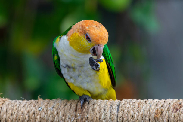 Papoušek černý (Pionites xanthomerius), také známý jako papoušek bělobřichý, je papoušek rodu Pionites z čeledi Psittacidae, který se živí na větvi.. - Fotografie, Obrázek